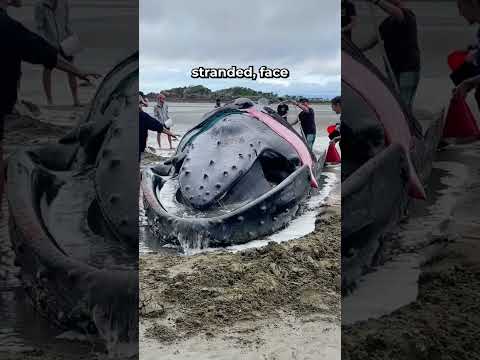 Beached Whales: The Struggle to Return to the Sea